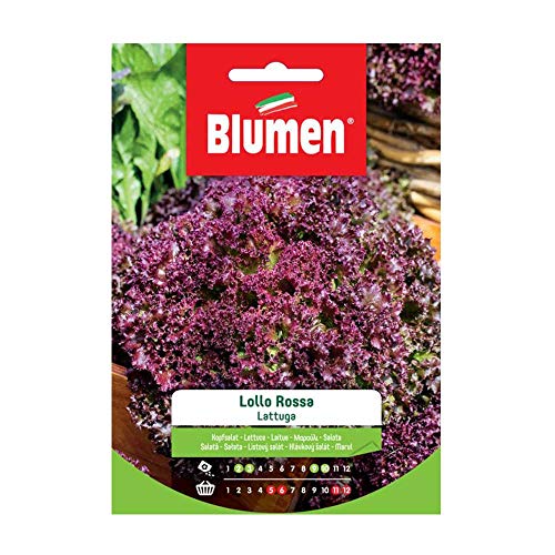 Semi Lattuga Lollo Rossa Blumen