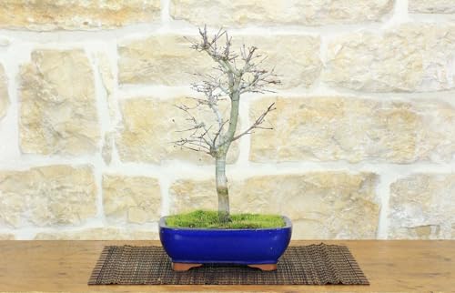 Bonsai Di Acero Palmato Deshojo (63)