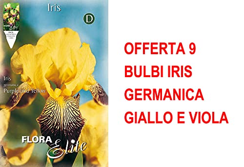 Bulbi Primaverili Offerta 9 Bulbi Iris Germanica Giallo E Viola Bulbs Bulbes