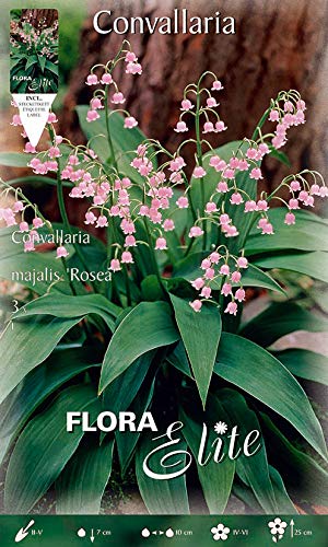 Bulbi Primaverili Mughetto Rosa Convallaria Majalis Rosea (Confezione Da 3 Bulbi) Bulbs