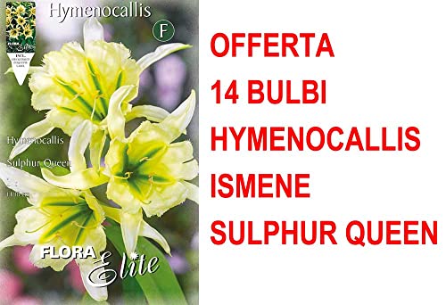 Offerta 14 Bulbi Hymenocallis Ismene Sulphur Queen Bulbs Bulbes