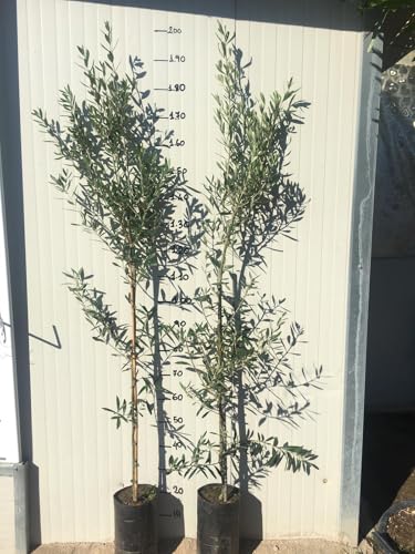 Pianta Di Ulivo Cipressino Piante Di Ulivo Foto Reali H 180Cm