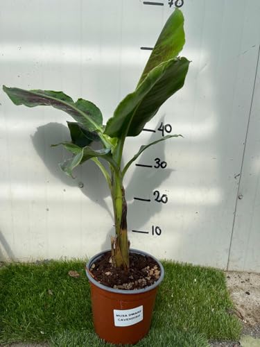 Musa Dwarf Cavendish – Pianta Di Banano Nano - Foto Reali H 100Cm