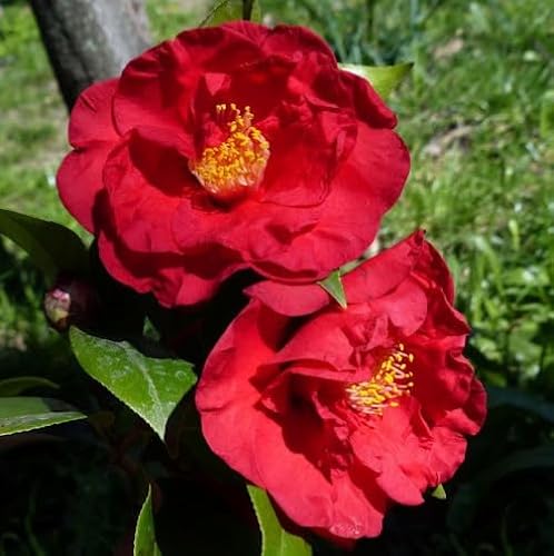 Camelia Japonica "Dr Burnside" Vaso 18Cm H90 Foto Reali