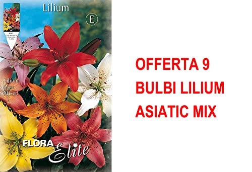 Bulbi Primaverili Offerta 9 Bulbi Lilium Asiatic Mix Bulbs Bulbes