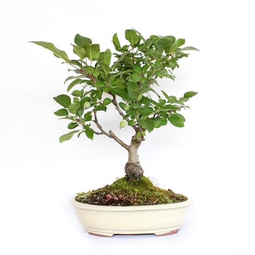 Kentis - Bonsai Di Melo - Malus Evereste - Bonsai Pianta Vera Da Esterno Resistente - H 40/50 Cm Vaso In Ceramica Ø 30 Cm