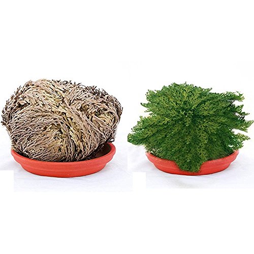 Offerta 15 Piante Rosa Di Jericho Jerico Gericho Gerico Selaginella Lwpidophylla Deserto