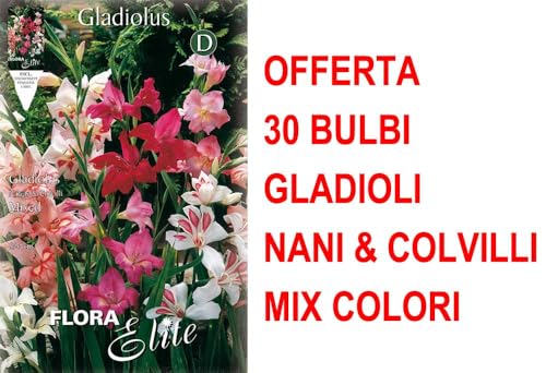Offerta 30 Bulbi Gladioli Nani & Colvilli In Mix Di Colori Bulbs