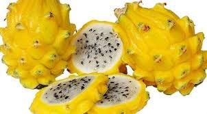 Hylocereus Undatus, Pitaya, Frutto Del Drago, Dragon Fruit Giallo H 80Cm