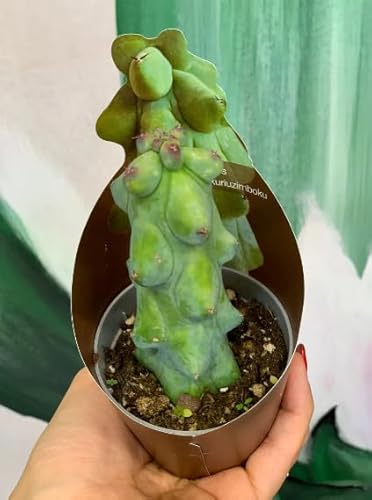 Pianta Di Myrtillocactus Fukurokuryuzinboku, Vaso 5,5Cm, Foto Reali