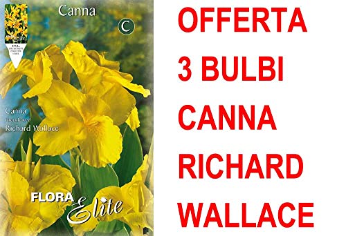 Offerta 3 Bulbi Canna Greenleaved Richard Wallace Bulbs Bulbes