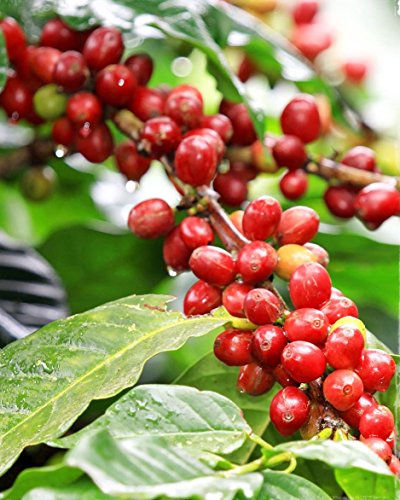 1 Pianta Di Coffea Arabica Pianta Del Caffè In Vaso 12Cm Piante Da Interno