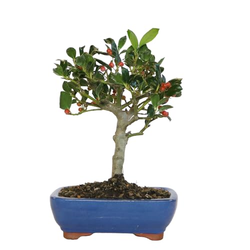 Kentis - Bonsai Di Agrifoglio - Ilex Nellie Stevens - Piante Vere Da Esterno Balcone Terrazzo - Sempreverde - H 25/30 Cm Vaso Ø 21 Cm