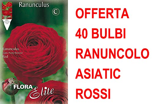 Offerta 40 Bulbi Ranuncolo Asiatic Rosso Bulbs