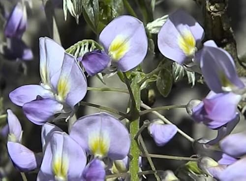 Wisteria Floribunda ‘Issai-Naga’ - Glicine Viola Pianta Rampicante