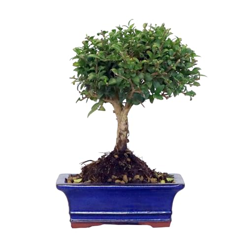 Kentis - Bonsai Di Lonicera - Bonsai Vero Da Esterno Da Fiore - Pianta Da Giardino Balcone Terrazzo - H 20/30 Cm Vaso In Ceramica Ø 19 Cm