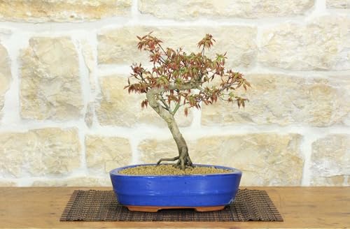 Bonsai Di Acero Palmato (56)