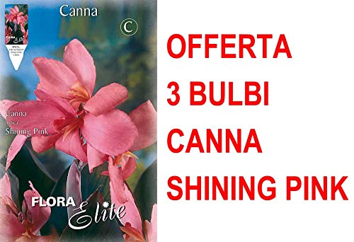 Offerta 3 Bulbi Canna Brownleaved Shining Pink Bulbs Bulbes