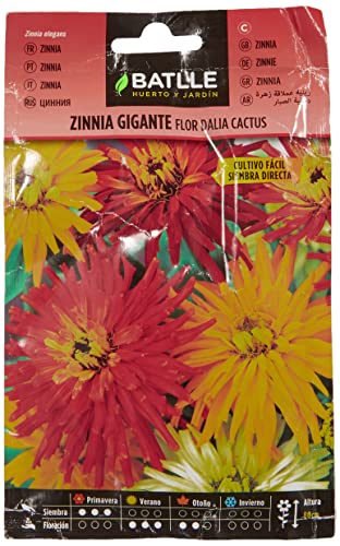 Semillas Batlle Zinnia Gigante Fiore Dalia Cactus