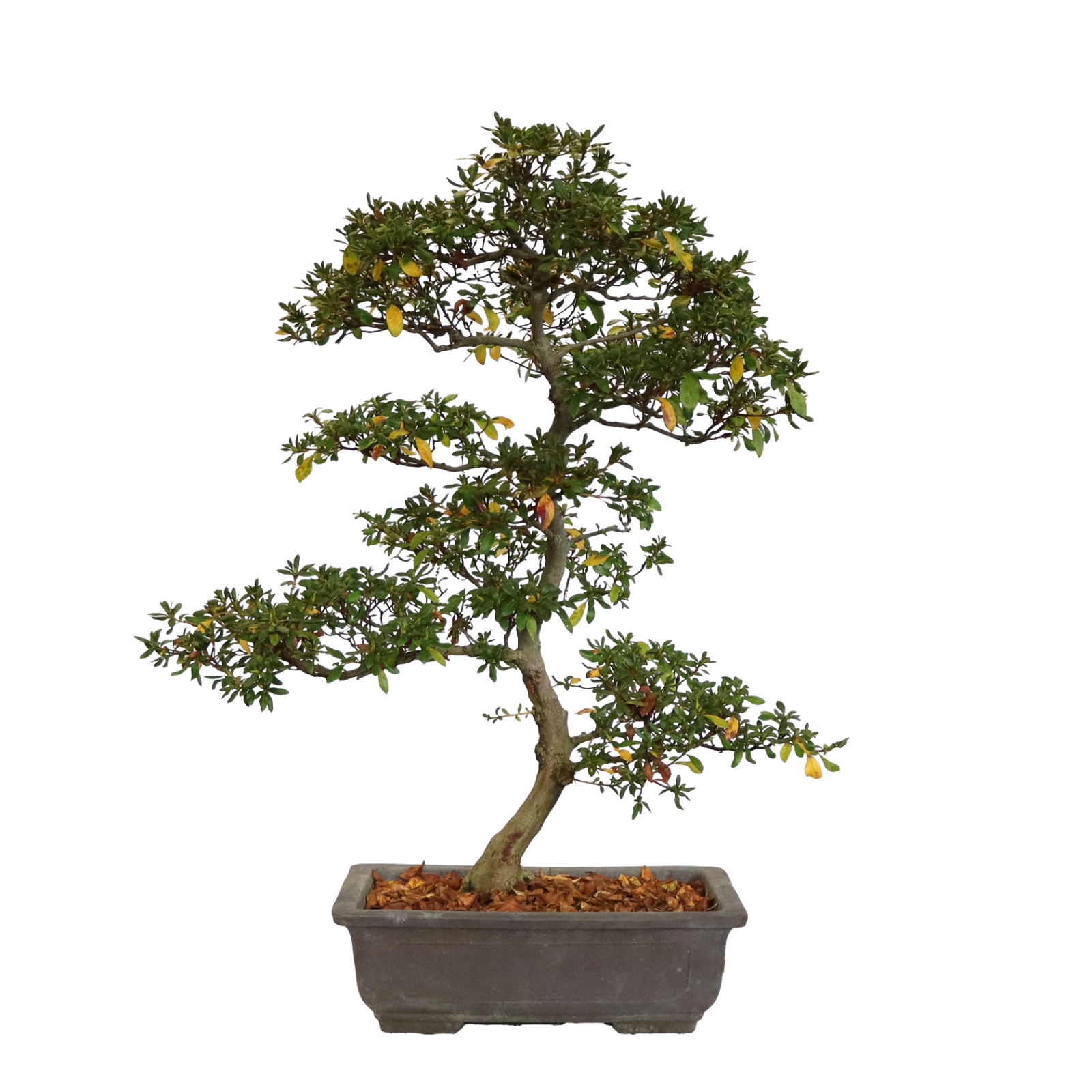 KENTIS - Bonsai Azalea Rhododendron - Bonsai Esterno - H 67/77 cm Vaso Ø 31 cm