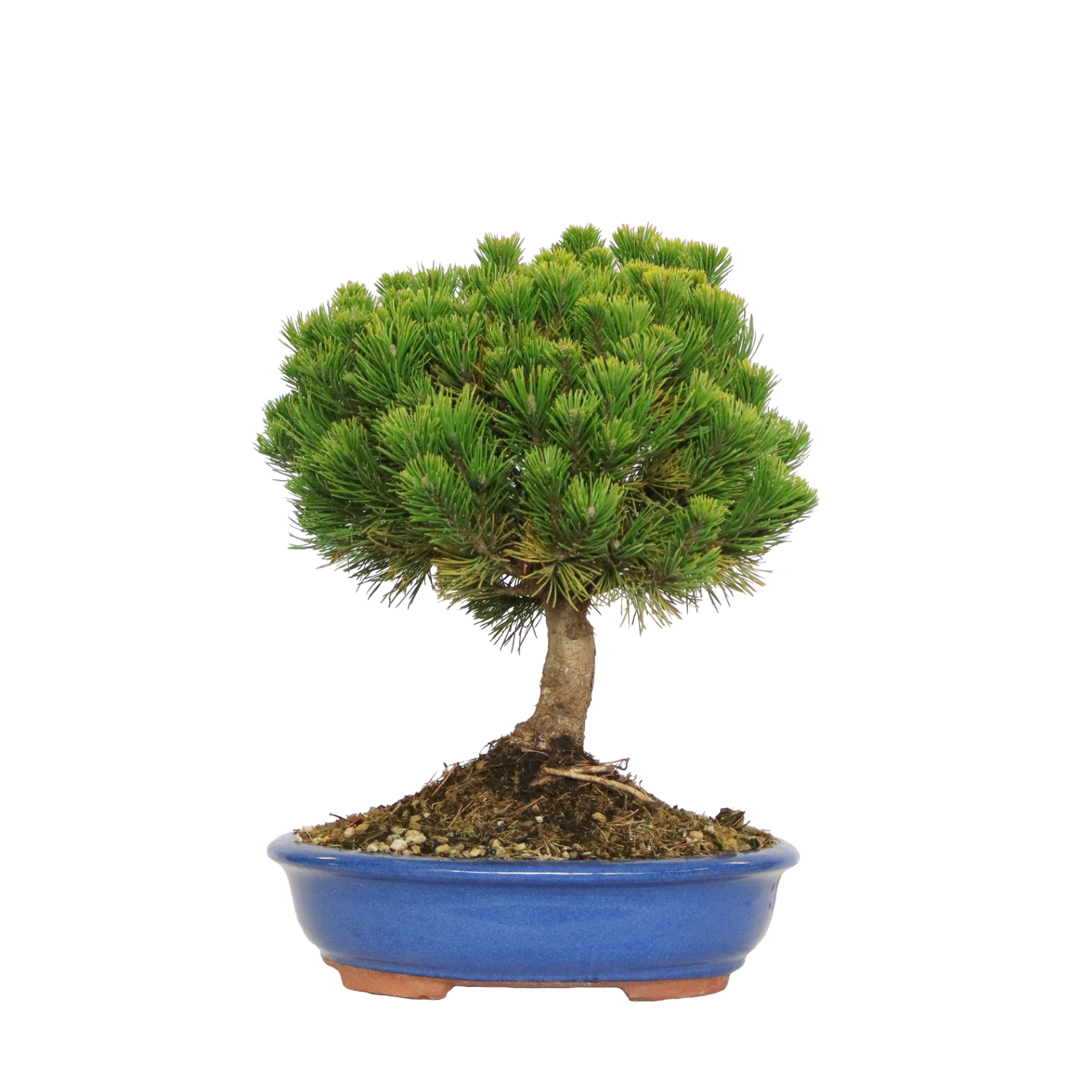 KENTIS - Bonsai di Pino Mugo - Pinus Mugo Mughus - H 40/50 cm Vaso Ø 30 cm