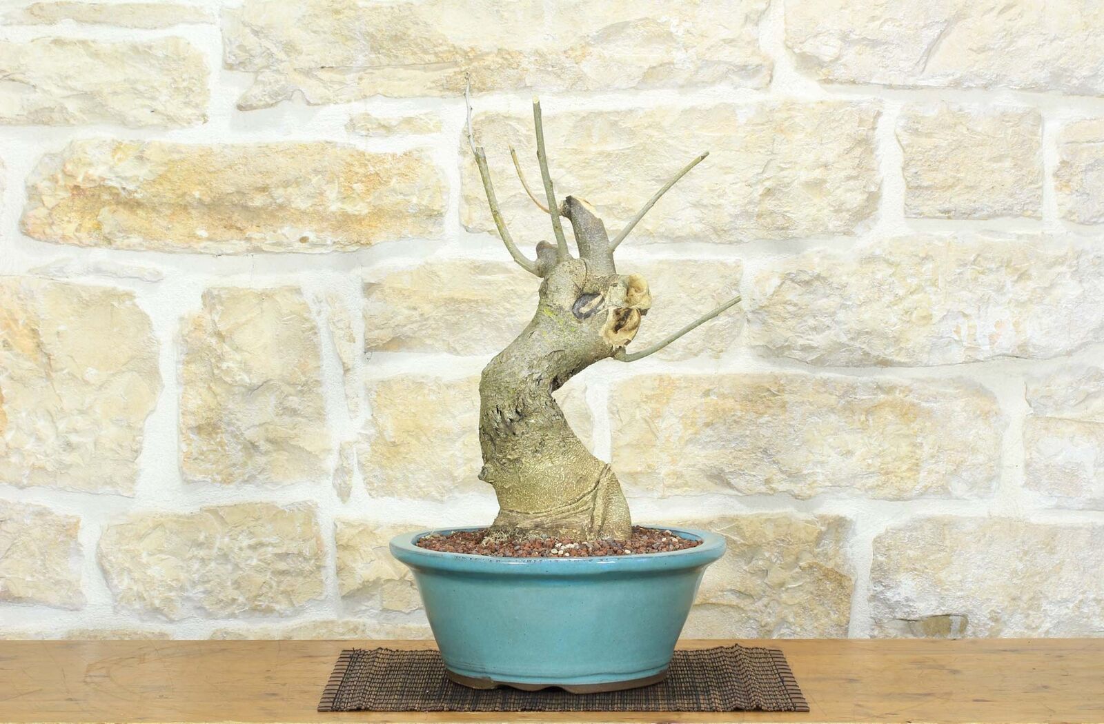 Bonsai di Acacia di Costantinopoli (10)