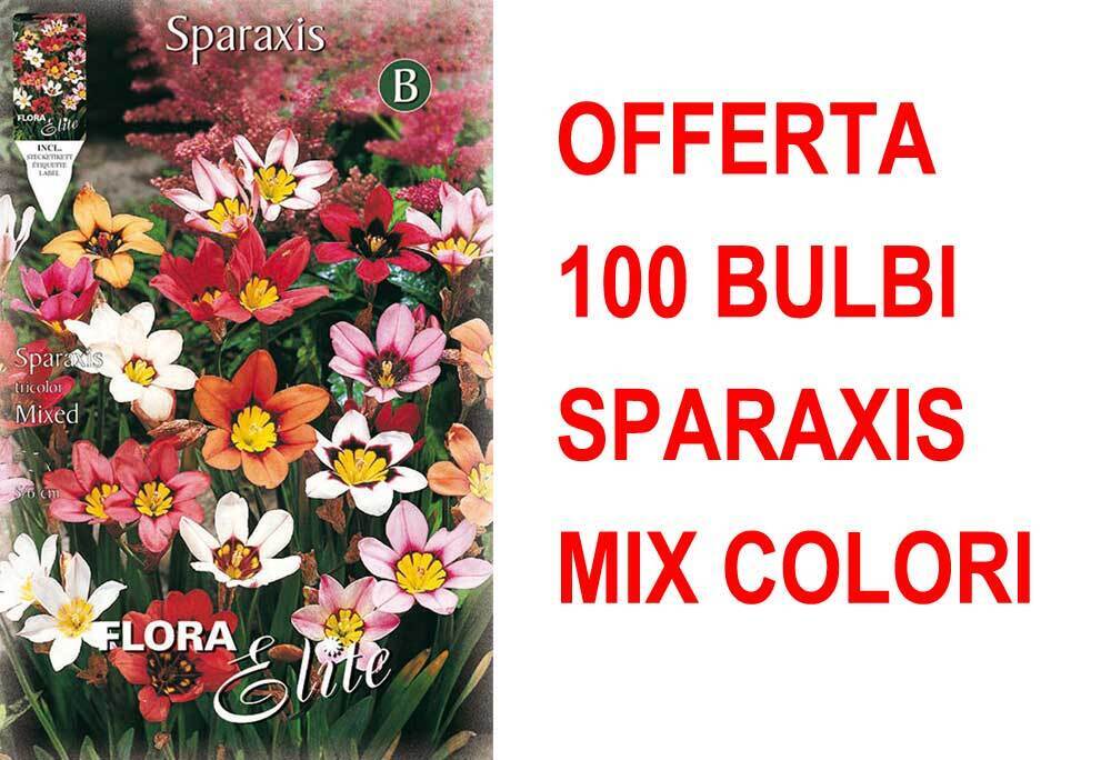 OFFERTA 100 BULBI PRIMAVERILI SPARAXIS TRICOLOR BULBI BULBS