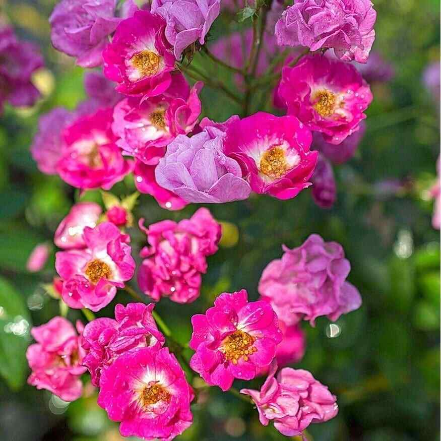 Rosa PRETTY POLLY PINK ® Meilland ROSA A MAZZI a cespuglio in vaso 19 cm