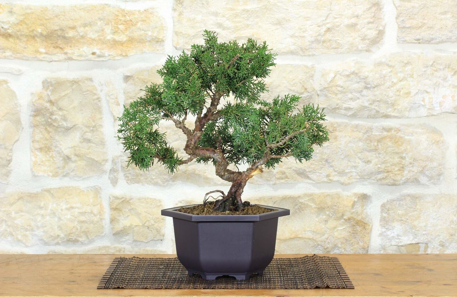 Prebonsai di Ginepro Kishu (9)