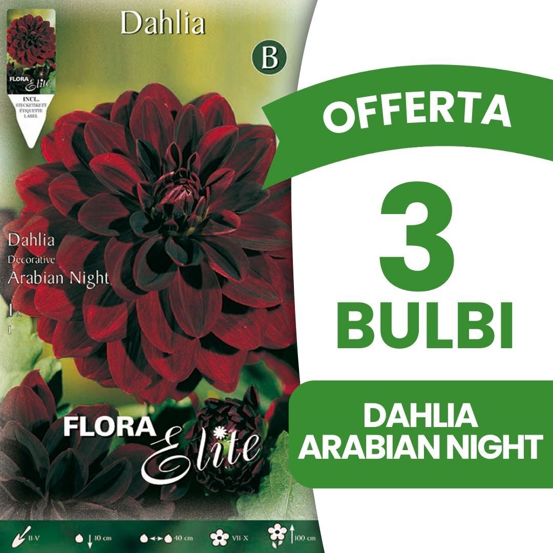 BULBI PRIMAVERILI OFFERTA 3 BULBI DAHLIA DECORATIVE ARABIAN NIGHT BULBS