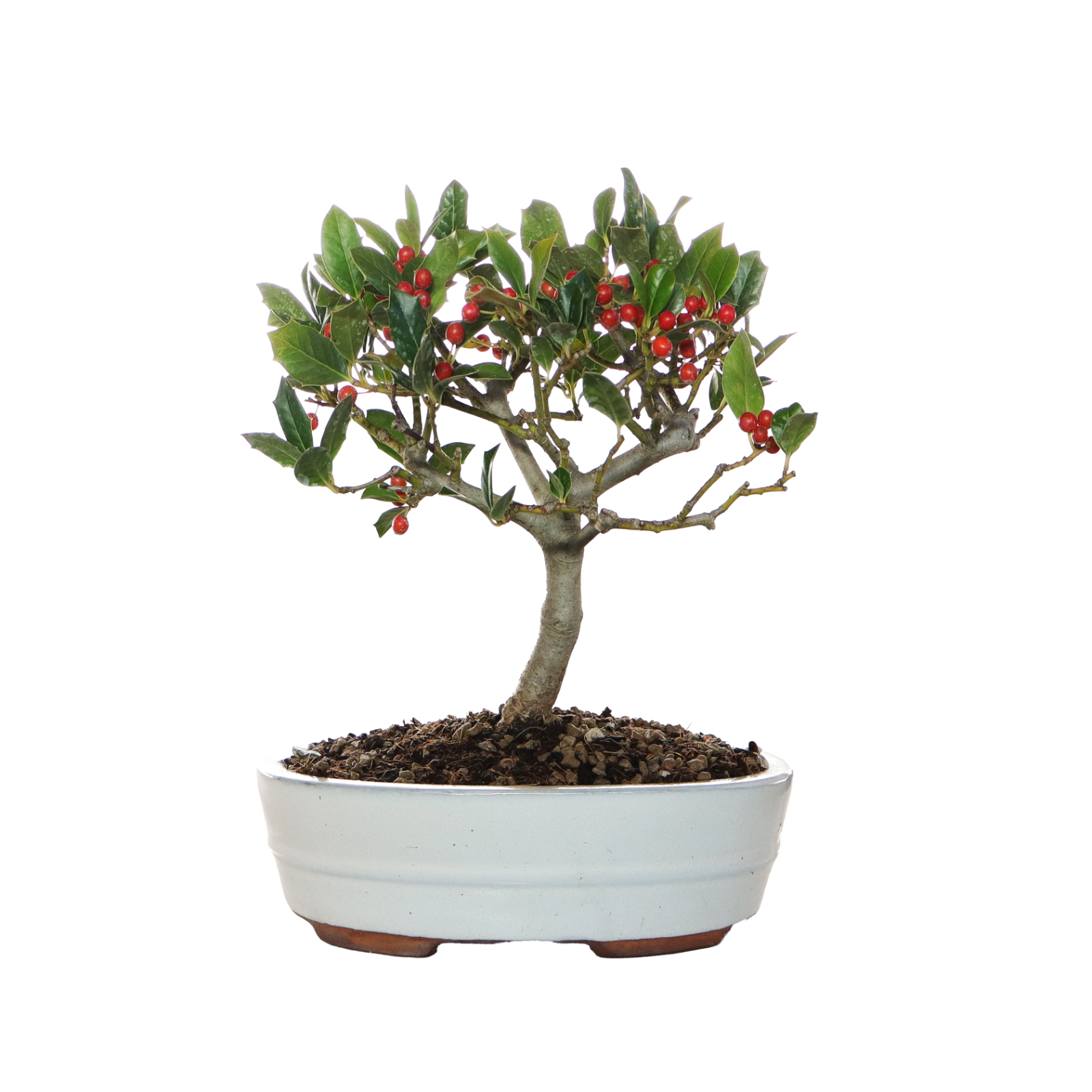 KENTIS -Bonsai Ilex Nellie Stevens -  Agrifoglio - Esterno- H 30-35 cm Ø 26 cm