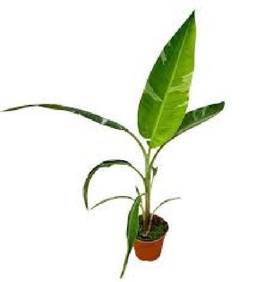 Musa Florida Variegata, banano variegato pianta rara tropicale vaso 10,5cm H60cm