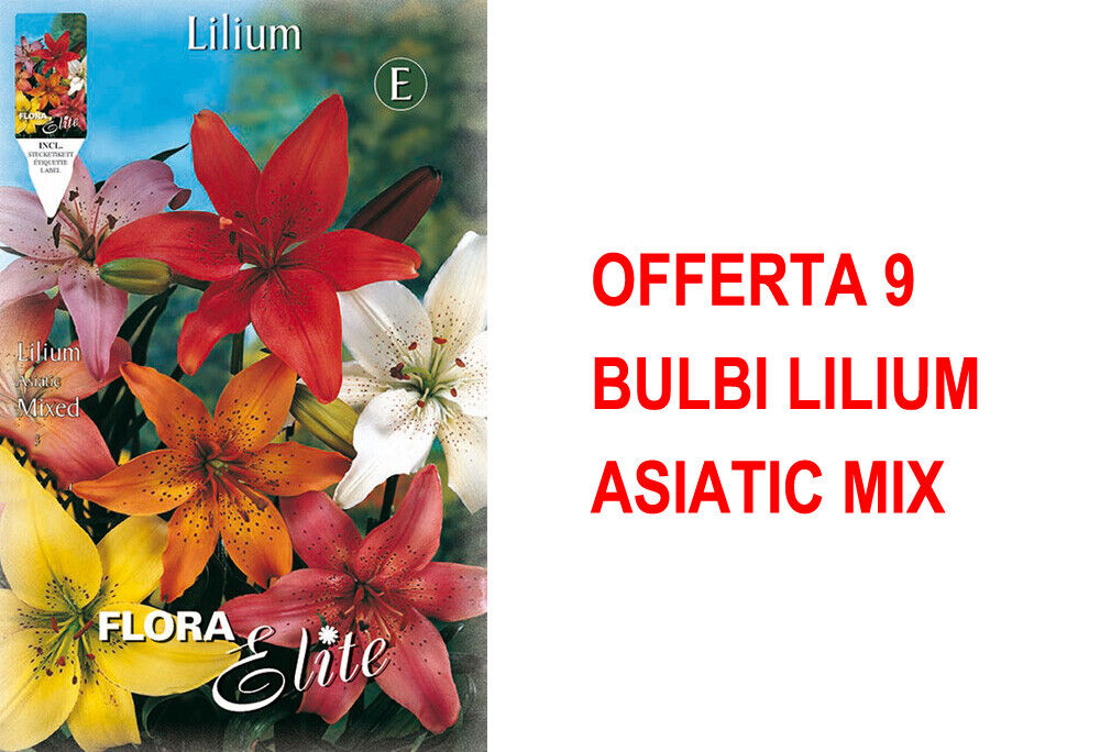 BULBI PRIMAVERILI OFFERTA 9 BULBI LILIUM ASIATIC MIX BULBS BULBES