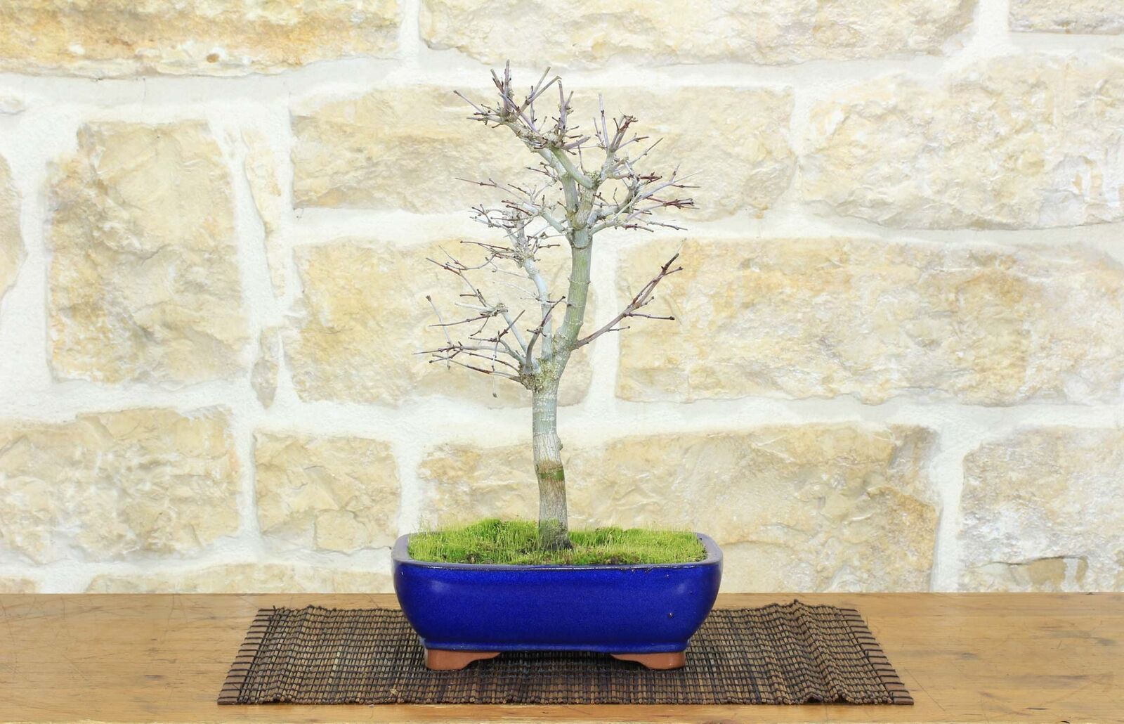 Bonsai di Acero Palmato Deshojo (63)