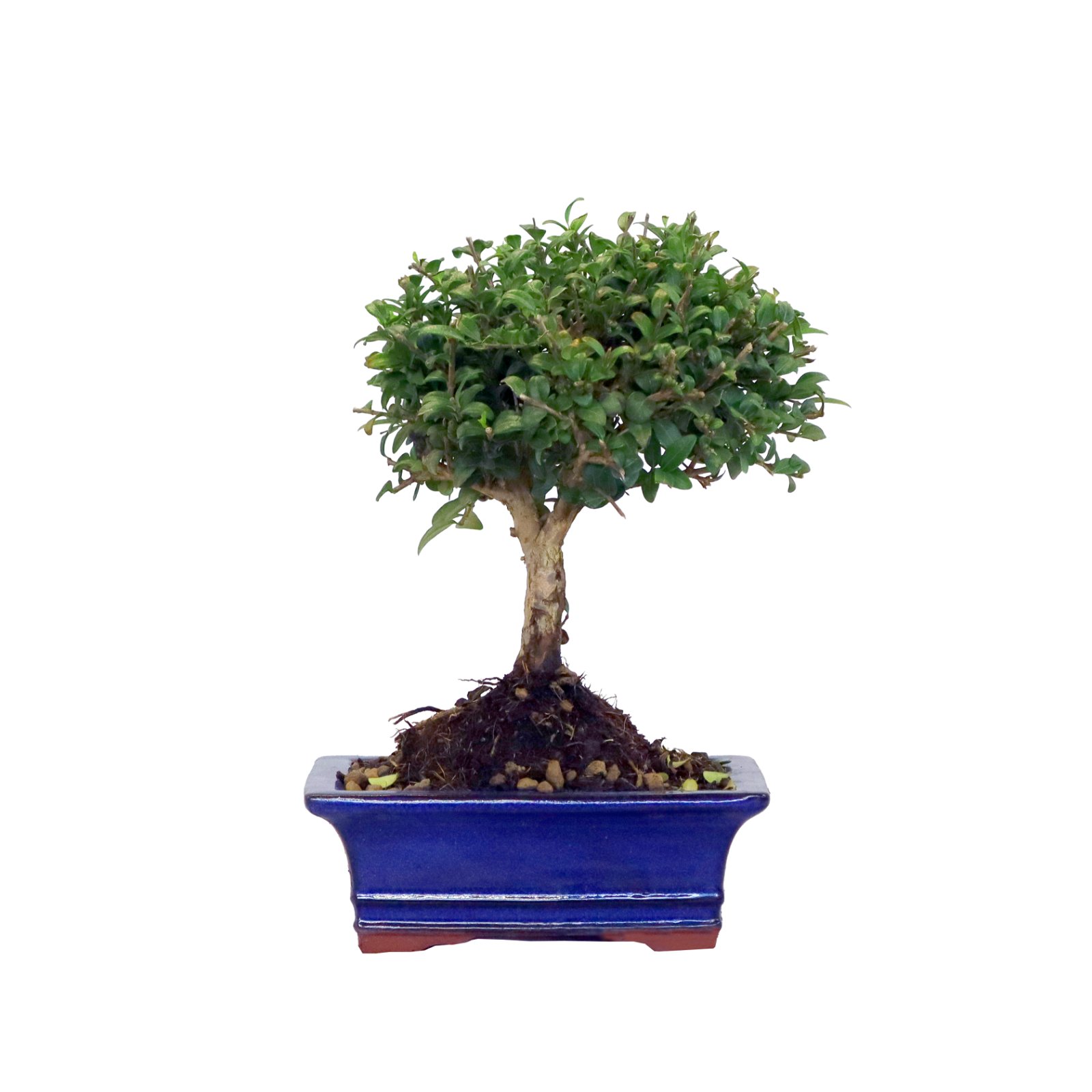 KENTIS - Bonsai di Lonicera -  Bonsai da Esterno - H 20/30 cm Ø 19 cm