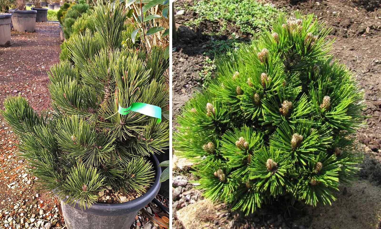 Pianta PINUS HELDREICHII 'COMPACT GEM' pino nano Foto Reali