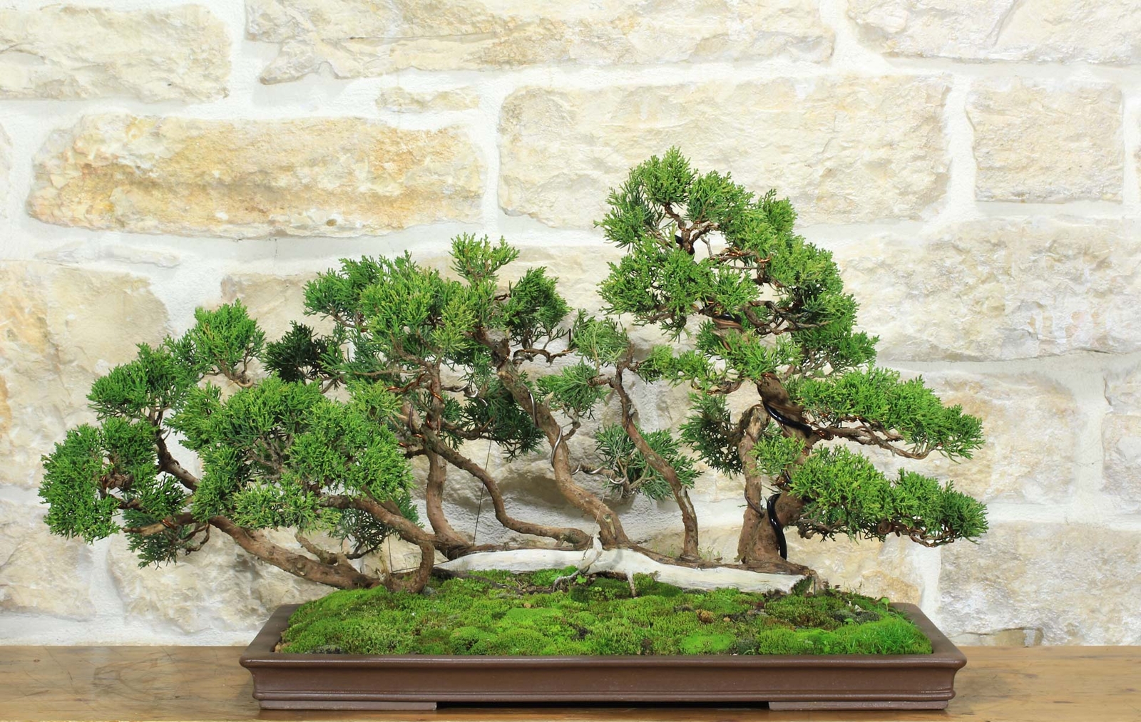 Bonsai di Ginepro Kishu a zattera (120)