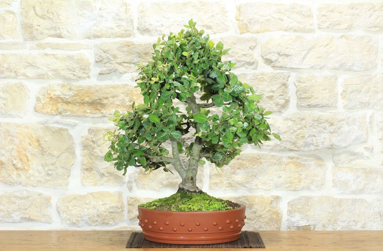 Bonsai di Quercia - Leccio (91)