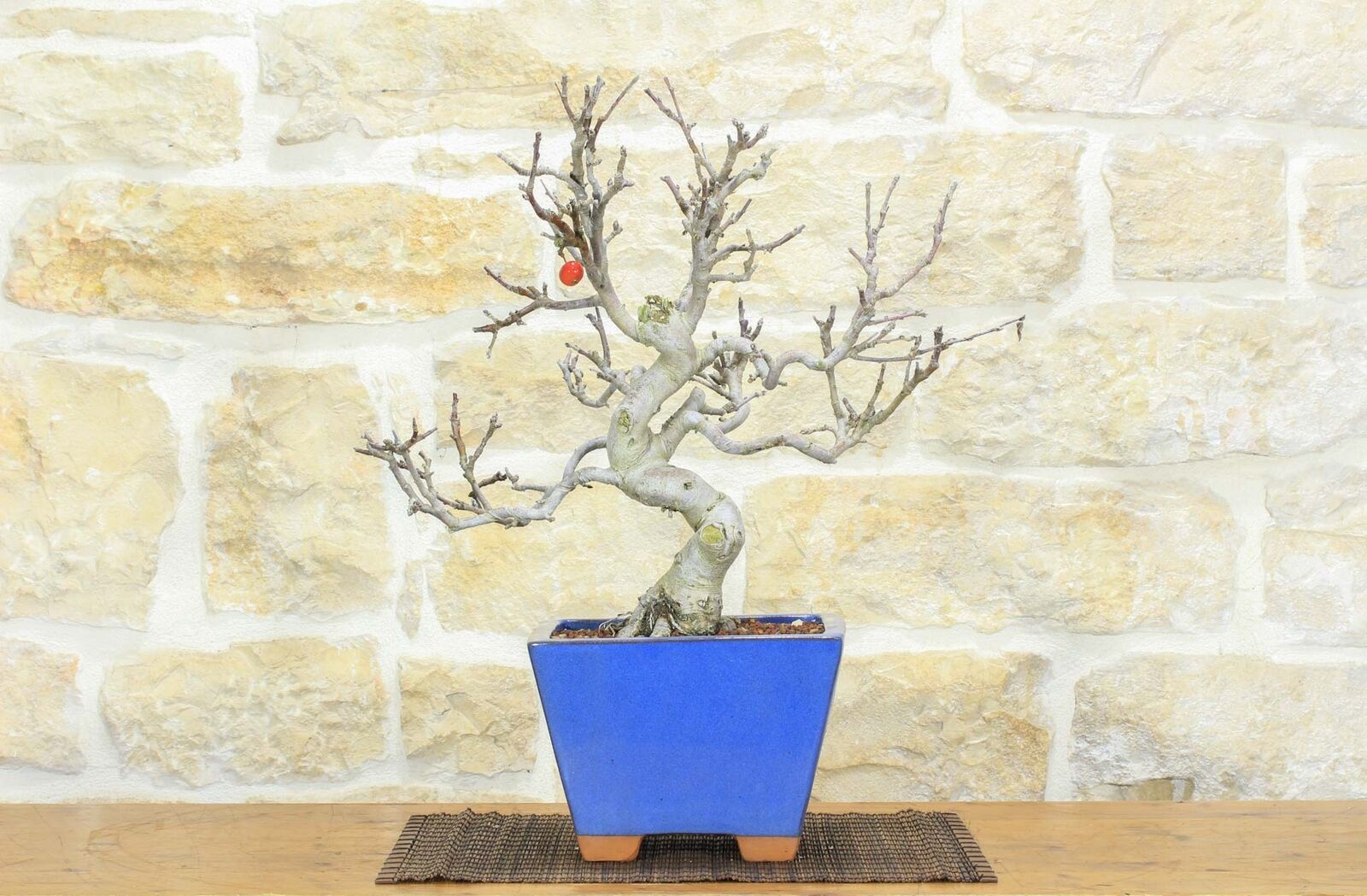 Bonsai di Melo selvatico (129)