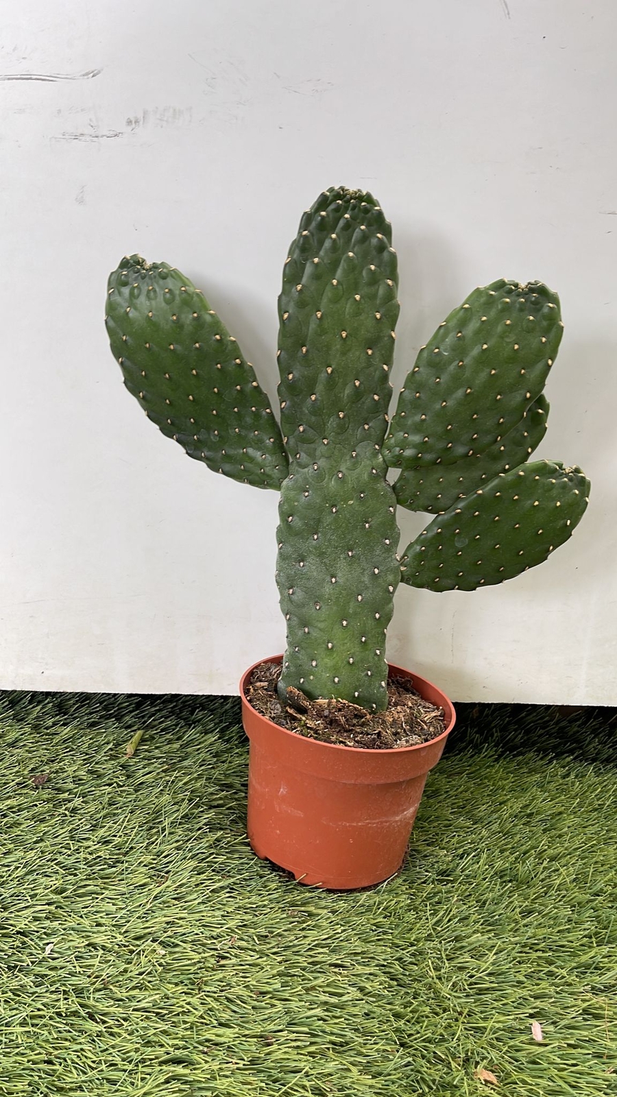 Opuntia Consulea - pianta da interno Sud America Cactacee Cactus Foto Reali