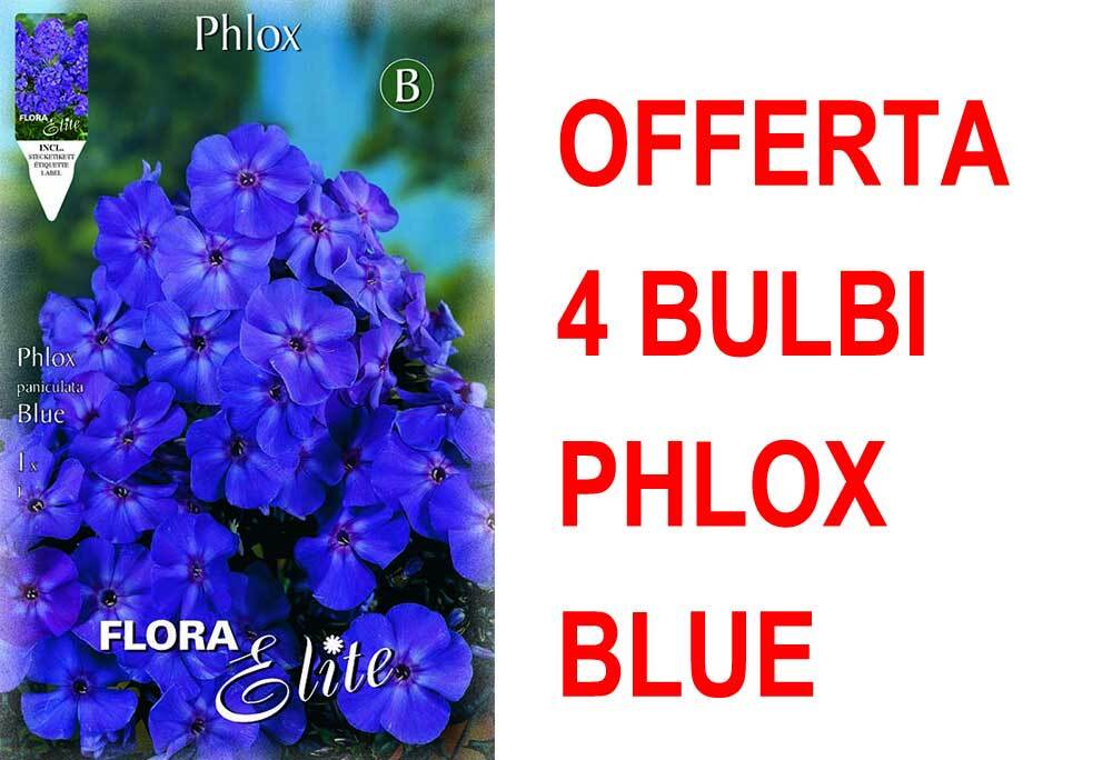 OFFERTA 4 BULBI PHLOX BLUE BULBS BULBES