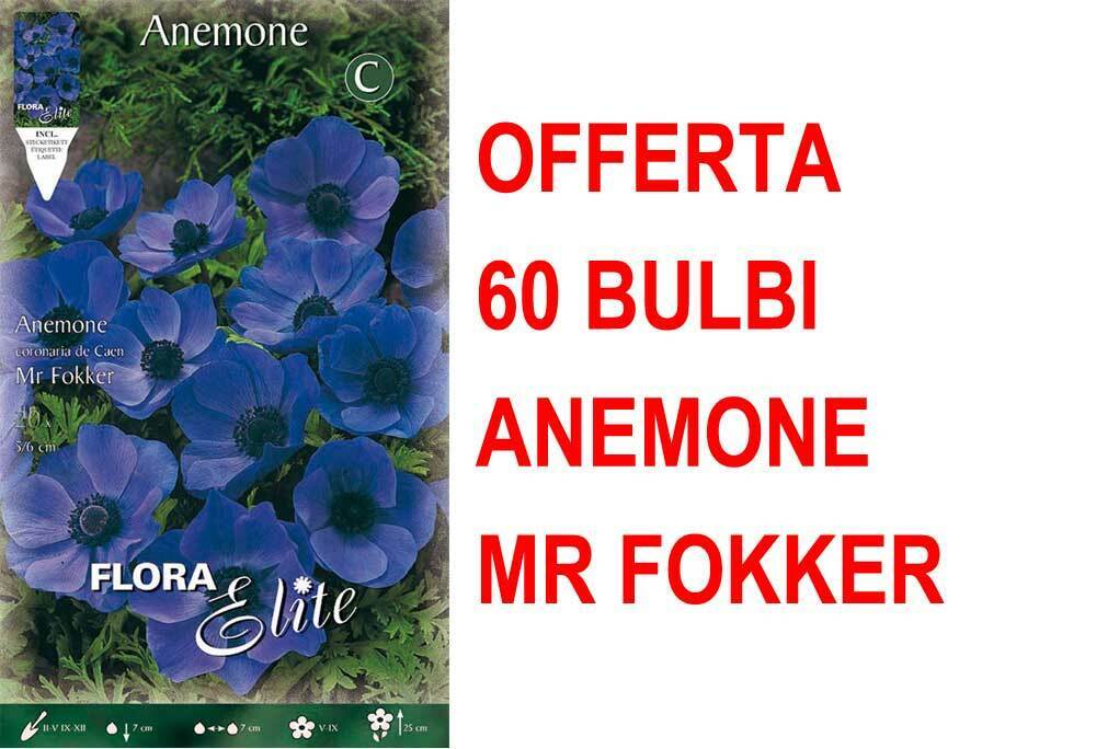 OFFERTA 60 BULBI ANEMONE CORONARIA MR. FOKKER BULBS BULBES