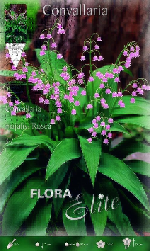 BULBI PRIMAVERILI MUGHETTO ROSA CONVALLARIA MAJALIS ROSEA (CONFEZIONE DA 3 BULB