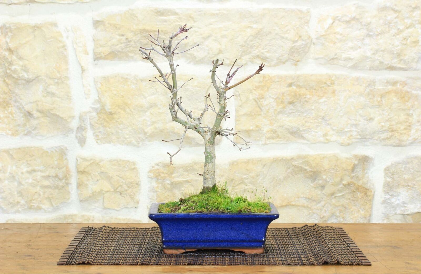 Bonsai di Acero Palmato Deshojo (60)