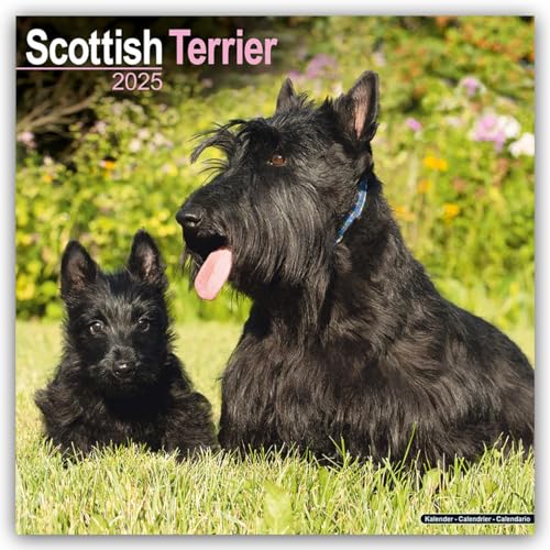 Scottish Terrier 2025 Square Wall Calendar | Dog Breed Calendar: Original Avonside-Kalender [Mehrsprachig] [Kalender]