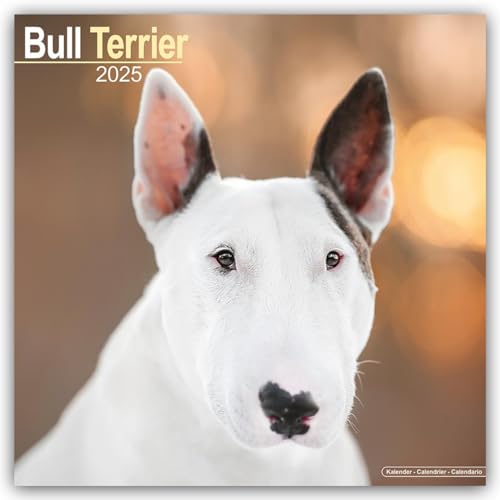 Bull Terrier 2025 Square Wall Calendar | Dog Breed Calendar