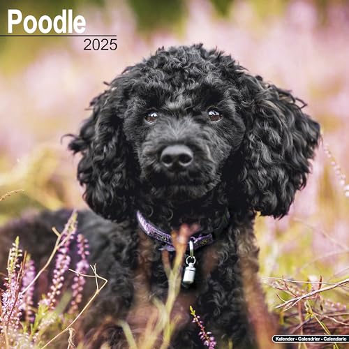Poodle 2025 Square Wall Calendar | Dog Breed Calendar
