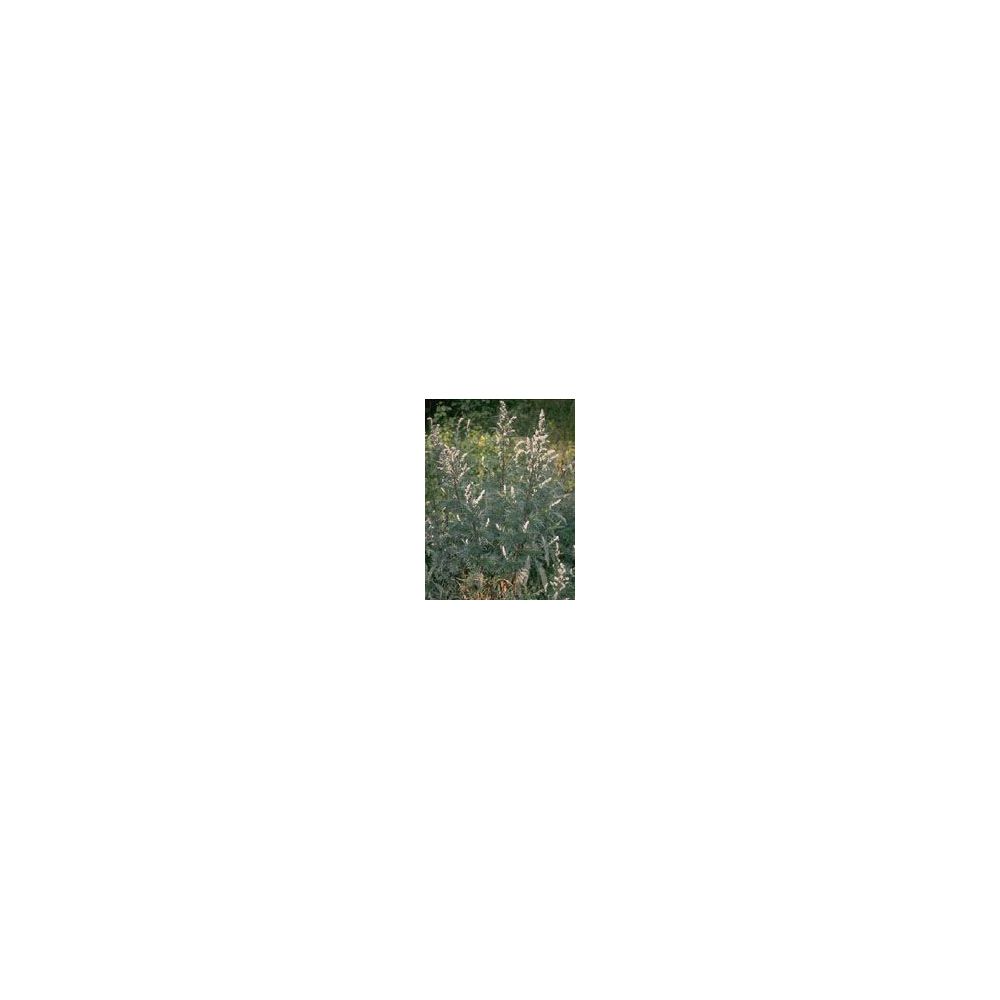 Herboplanet Tsa Artemisia Vulgaris Gocce Orali 50 ml orali