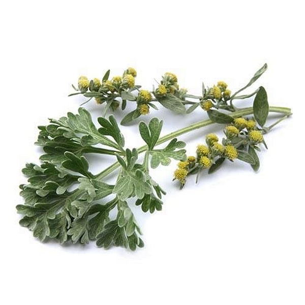Herboplanet Tsa Artemisia Absinthium Integratore Alimentare 50ml