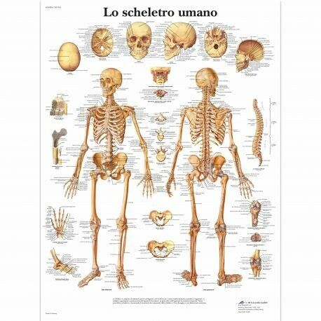 3B Scientific, tavola anatomica, Lo scheletro umano (cod, VR4113L)